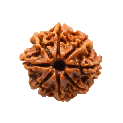8 Mukhi Rudraksha Nepali