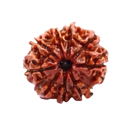 9 Mukhi Rudraksha Nepali