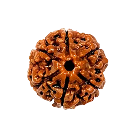 6 Mukhi Rudraksha Nepali