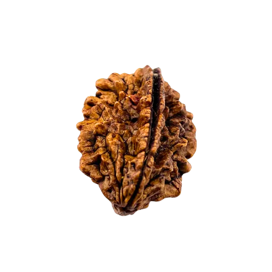 2 Mukhi Rudraksha Indian