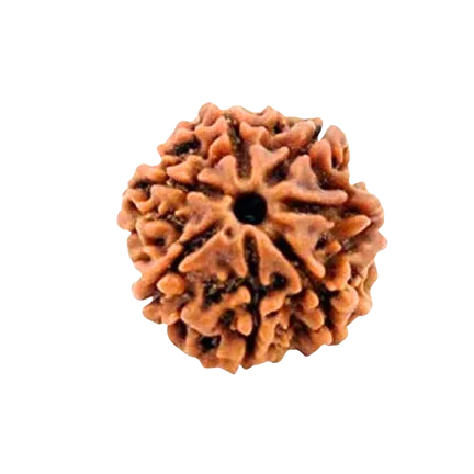 7 Mukhi Rudraksha Nepali