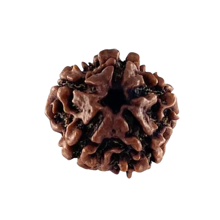 5 Mukhi Rudraksha Nepali
