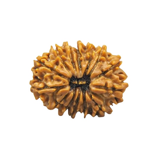 11 Mukhi Rudraksha Nepali