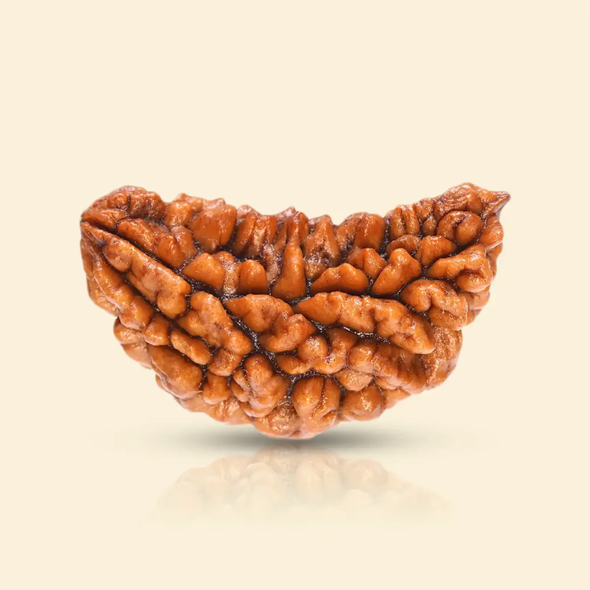 1 Mukhi Kaju Rudraksha