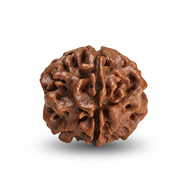 1 Mukhi Rudraksha (Underdeveloped)