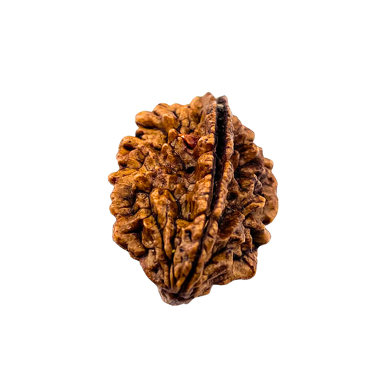 2 Mukhi Rudraksha Indian