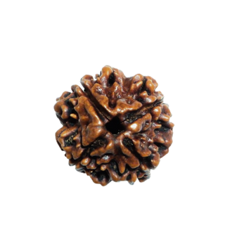 4 Mukhi Rudraksha Nepali