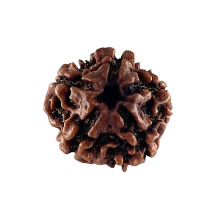 5 Mukhi Rudraksha Nepali