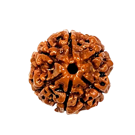 6 Mukhi Rudraksha Nepali