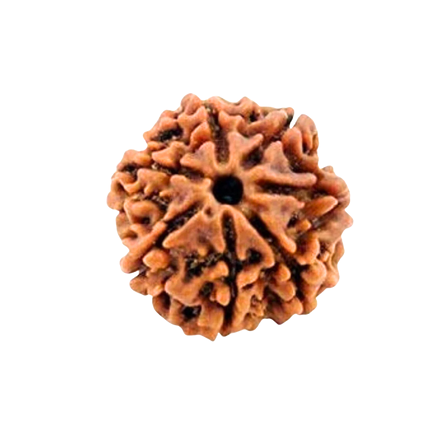 7 Mukhi Rudraksha Nepali
