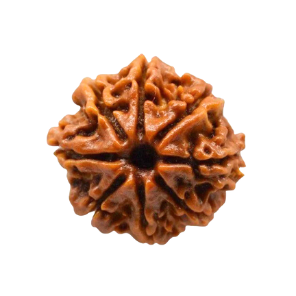 8 Mukhi Rudraksha Nepali