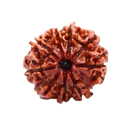 9 Mukhi Rudraksha Nepali