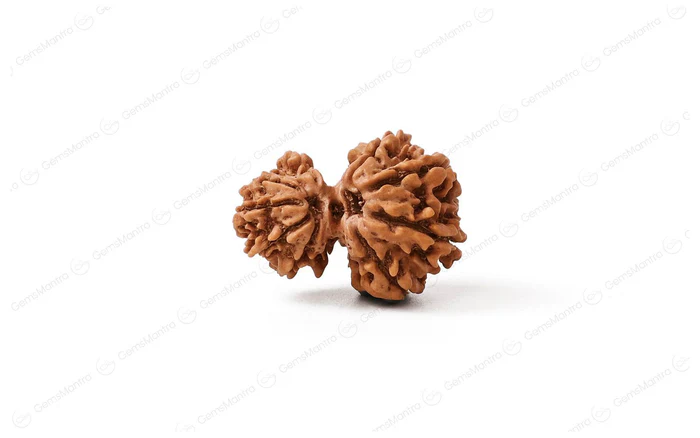 Garbh Gauri Rudraksha
